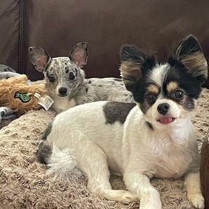 Meet your Posher, Alissa